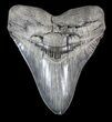 Serrated, Fossil Megalodon Tooth #41804-1